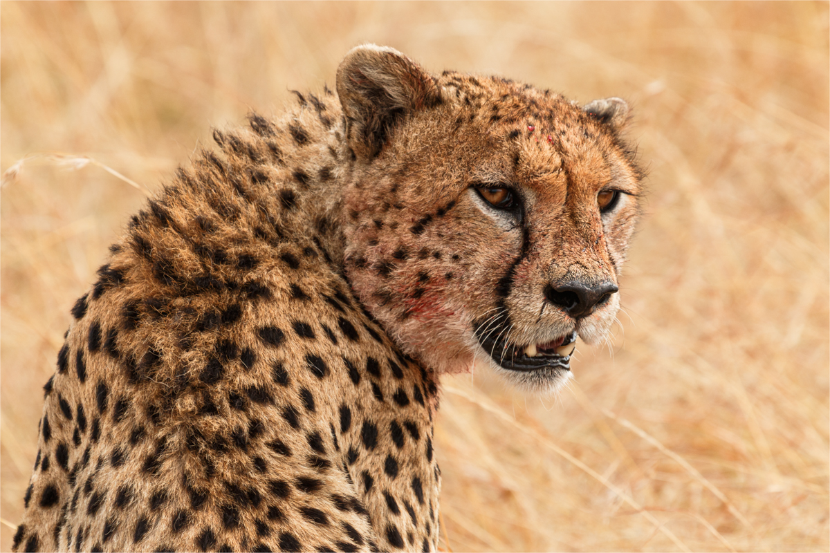Carrillo Michelle Marked by the Hunt Masai Mara Nature  Zoological   Class B 20260225